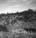 This photo, taken in 1978 by stake 912 in a flat area in the western part of the Desert Laboratory grounds on Tumamoc Hill in Tucson, Ariz., shows the changes since 1958. The same species are dominant. All the species had increased their cover inside the plot. A new species, whitestem paperflower (<i>Psilostrophe cooperi</i>) had appeared in the plot. Good growing conditions in 1978, including good rains, fueled the increase in ground cover by both annuals and seedlings of perennial plants.