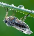 This image shows a dew-dropped cicada.