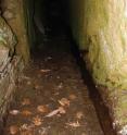 This image shows one of the cool humid tunnel of the drainage galleries in Serra da Estrela Natural Park.