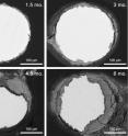 This series of scanning electron microscope images illustrates the corrosion of zinc wire implanted in rats' arteries at 1.5 months, 3 months, 4.5 months and 6 months. The wires degraded at a rate just below 0.2 millimeters per year -- the "magic" value for bioabsorbable stents -- for the first three months. After that, the corrosion accelerated, so the implant would not remain in the artery for too long.