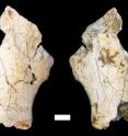 The ilium, the largest bone in the pelvis, of the <i>Pierolapithecus catalaunicus</i> is wider than that of <i>Proconsul nyanzae</i>, a more primitive ape that lived approximately 18 million years ago.