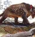 This is an artist's reconstruction of an extinct marsupial lion -- <i>Thylacoleo carnifex</i>.