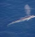 This image shows a fin whale surfacing in Greenland.