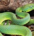 This image shows a male <i>Bothriechis guifarroi</i>, the newly discovered palm-pitviper from Honduras.