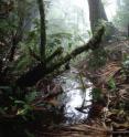 This image shows the habitat of the news species <i>Bothriechis guifarroi</i> in Refugio de Vida Silvestre Texiguat, northern Honduras.