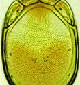 This image shows one of the newly discovered water mite species <i>Torrenticola kimichungi</i>.