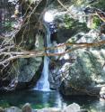 This image shows the one of the variety of habitat of the water mite species, the JiriSan National Park, in South Korea.