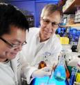 Georgia Tech School of Chemistry and Biochemistry postdoctoral fellow Chiaolong Hsiao (left) and professor Loren Williams examine on a light box a polyacrylamide gel surrounded by an iron solution to determine whether RNA is stable in the iron solution.