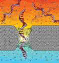 This is an illustration of a single-stranded DNA homopolymer translocating through a silicon nitride nanopore. The thickness of the membrane tapers within the nanopore, enhancing its sensitivity.