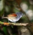 <I>Dysithamnus xanthopterus</I>, the Rufous-backed Antvireo, is shown at Monte Verde, Brazil, on April 16,  2009. This species is not listed as threatened by the International Union for the Conservation of Nature, but according to the researchers, its habitat is severely fragmented.