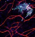 A new study shows that stable microvasculature constitutes a dormant niche for disseminated breast cancer cells, whereas a sprouting neovasculature (green points) promotes breast tumor cell growth.