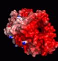 The 3-D structure shows the tunnel where the enzyme feeds in the cellulose chains for digestion. The red color represents the highly acidic surface that allows it to be stable and active in very high salt condition.