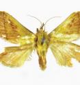 This image shows the newly discovered moth <i>M. tanaognatha</i>.