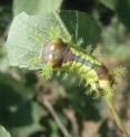 This image shows the peculiar larva of Larva of <i>M. flavescens flavescens</i>.