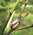 This image shows the cocoon of <i>M. flavescens flavescens</i>.