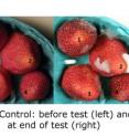 The control sample shows mold growth on the strawberries after seven days.