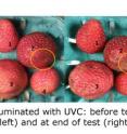 UV-C treatment exacerbated existing damage in the strawberries even while inhibiting mold growth.