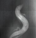 This X-ray image shows a sandfish swimming through granular media in the laboratory of Dan Goldman at Georgia Tech. Researchers compared video of the swimming to electrical signals from the animal's muscles to understand the neural control techniques being used.