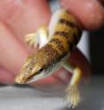 Sandfish lizards move rapidly underground through desert sand. Researchers studied how the animal moves and have developed a new model of this undulatory swimming.