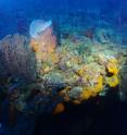 This image shows a deep-reef scene in the underwater world of the southern Caribbean, the home for <i>Haptoclinus dropi</i>.