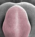 This is an embryonic chicken penis (pseudocolored red) viewed under a scanning electron microscope.