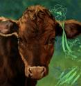 The image, which appears on the cover of the June 6, 2013, issue of the journal <i>Cell</i>, shows the stalk and disulfide bonded knob of the cow antibody BLV1H12 (light green, right) overlaid onto the oil painting "Red Calf Portrait" by San Diego artist Denise Rich.