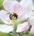 This is an early mining bee, <i>Andrena haemorrhoa</i>, pollinating an apple blossom.