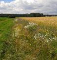 This image shows an experimental wildflower strip in the Netherlands.