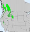 This is the current range of the whitebark pine tree: Will it soon be much smaller?