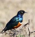 African glossy starlings change color more than 10 times faster than their ancestors and even their modern relatives, according to researchers at The University of Akron and Columbia University. And these relatively rapid changes have led to new species of birds with color combinations previously unseen, according to the study funded in part by the National Science Foundation and published today in the <i>Proceedings of the National Academy of Sciences</i> USA.