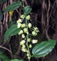 This image shows the beautiful inflorescences of <i>Passiflora kwangtungensis</i>.