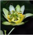 This image shows a close up of a fully opened <i>Passiflora kwangtungensis</i> bloom.