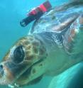 This is a loggerhead turtle in the study equipped with a 3-D logger.