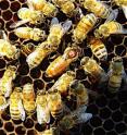 Researchers have found that genetic diversity, determined by the number of times a queen bee has mated, is crucial to maintaining the health of a honey bee colony.