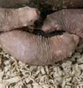 Naked mole rats are subterranean rodents that have never been known to get cancer.