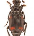 This image shows the new species, <i>Nicrophorus efferens</i>.