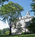 This <i>Alianthus altissima</i> tree is on the north side of Old Main on the Penn State University Park campus.