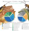 Populations of microbes in the guts of rotation-resistant and non-resistant western corn rootworms differ, giving the rotation-resistant rootworms an advantage in soybean fields.