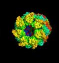 In this computer rendering a GroEL chaperone protein (larger) is about to capture an A-Beta protein (smaller).