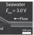 The left panel shows the salt (which is tagged with a fluorescent tracer) flowing upward after a voltage is applied by an electrode (the dark rectangle) jutting into the channel at just the point where it branches. In the right panel no voltage is being applied.