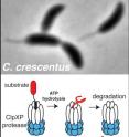 <i>Caulobacter crescentus</i> (above) generates radically different cell types upon division. The ClpXP protease (illustrated below) recognizes and destroys many protein substrates that allow <i>Caulobacter</i> to differentiate into these different cell types. New work identifying scores of new candidate substrates of ClpXP to reveal how protein degradation is critical to cell cycle progression and bacterial development could lead to new antibiotic targets.