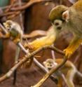 A squirrel monkey hunts a criptic insect while other monkeys watch.