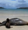 This is a Galapagos sea lion.