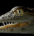 Multi-sensory organs in the skin of crocodylians are sensitive to touch, heat, cold, and the chemicals in their environment, finds research in BioMed Central's open access journal <i>EvoDevo</i>.