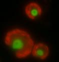 This is a fluorescence micrograph of <i>Chlamydomonas reinhardtii</i>. The nucleus of the algae is marked by a green fluorescent protein, the chloroplasts fluoresce red.