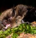 This is Brandt's bat, a species of bat found in the UK.