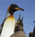 King penguin biology is characterized by an exceptionally long breeding cycle during which the chicks exhibit a terrestrial growing phase of longer than one year. During the austral winter, king penguin chicks are infrequently fed by their parents and usually undergo severe food deprivation.