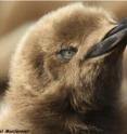 King penguin chicks are socially and morphologically well adapted to harsh environmental conditions, however, they experience a severe energy challenge during the cold sub-Antarctic winter, when food is not readily available.