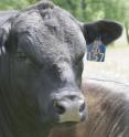 This image shows a head shot of a bull.