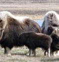 Muskoxen, well adapted to cold arctic environments, may be particularly susceptible to rapid climate change and emerging infectious diseases, with recent mortality attributed to the climate-facilitated emergence of protostrongylid lungworms in the Arctic archipelago.